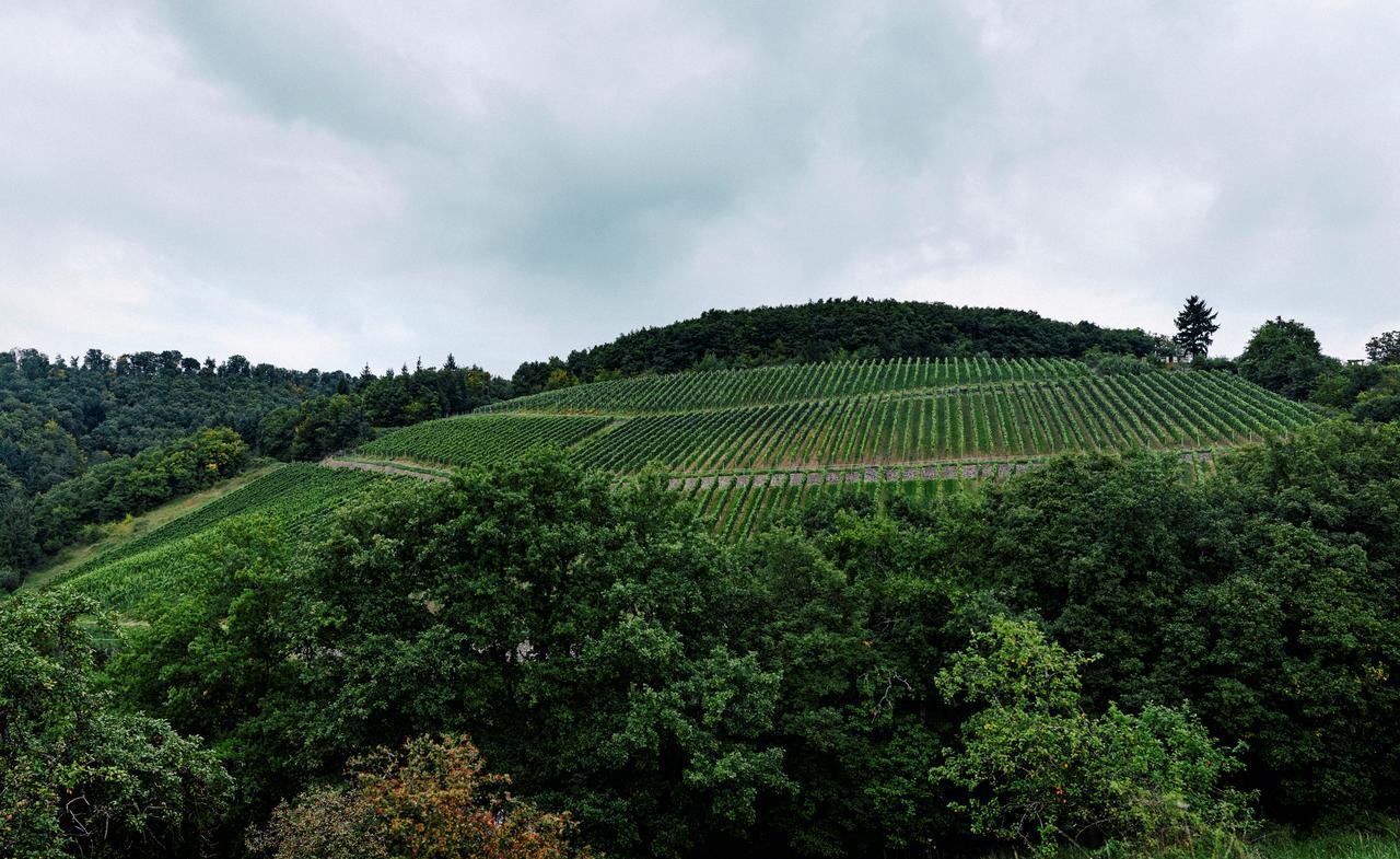 Weingut Hees - Landgasthof Zum Jäger aus Kurpfalz Auen Exterior foto